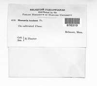 Splanchnonema foedans image